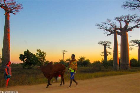 D­ü­n­y­a­n­ı­n­ ­E­n­ ­İ­l­g­i­n­ç­ ­Y­e­r­l­e­r­i­n­d­e­n­ ­B­i­r­i­ ­O­l­a­n­ ­M­a­d­a­g­a­s­k­a­r­ ­H­a­k­k­ı­n­d­a­ ­B­i­l­m­e­n­i­z­ ­G­e­r­e­k­e­n­ ­2­8­ ­Ş­a­ş­ı­r­t­ı­c­ı­ ­B­i­l­g­i­